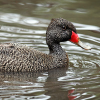 Freckled Duck